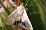 Native Budworm Moth (Helicoverpa punctigera)